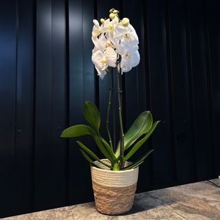 Phalaenopsis blanca con maceta