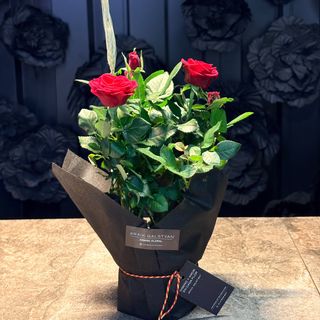 Planta rosa de Sant Jordi