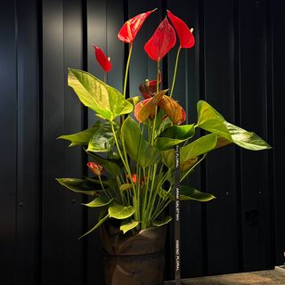 Anthurium 90/50