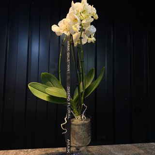 Phalaenopsis con maceta