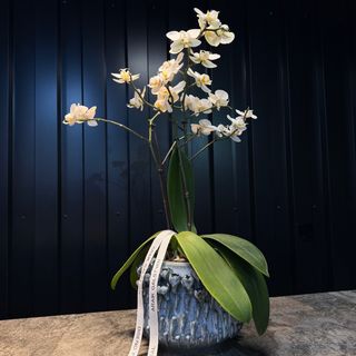 Orquídea blanco con Jarron