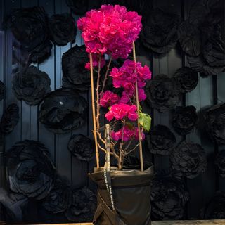 Bougainvillea de ARAIK GALSTYAN