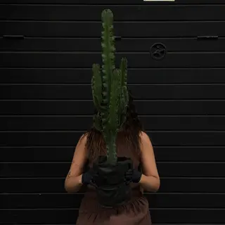 Cactus Euphorbia Eritrea