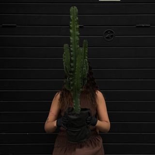 Cactus Euphorbia Eritrea