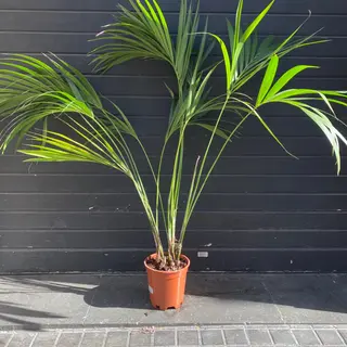 Kentia 155 84