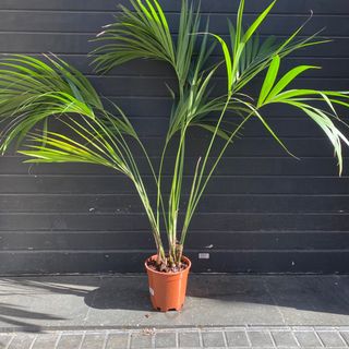 Kentia 155 cm - Arbol