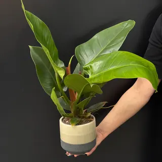 Philodendron en maceta