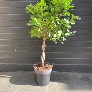 Ficus marisma