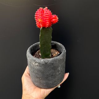 Cactus en maceta