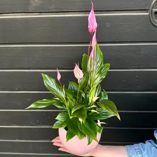 Spathiphyllum