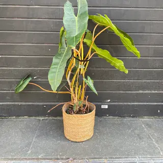 Philodendron grande con hojas largas