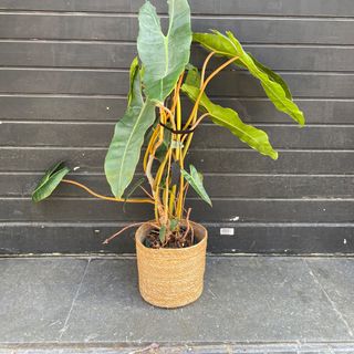 Philodendron grande con hojas largas