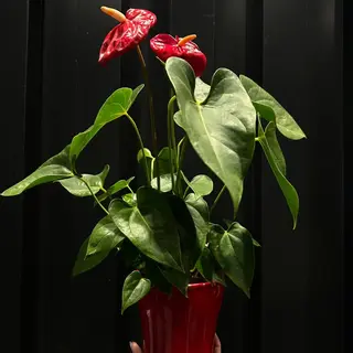 Anthurium Rojo en Maceta