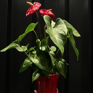 Anthurium Rojo en Maceta