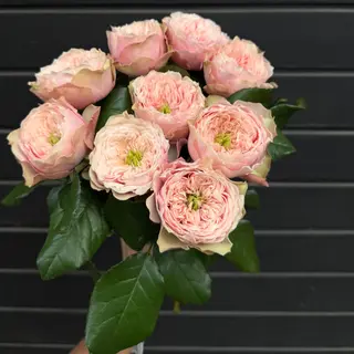 9 Rosas Wedding Sweet Pink Austin