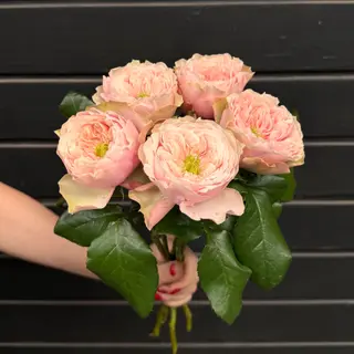 5 Rosas Wedding Sweet Pink Austin