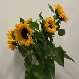 5 Girasoles Amarillos
