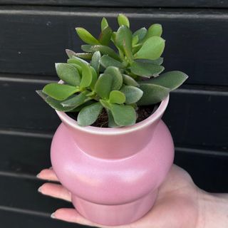Succulentus a forma de flor