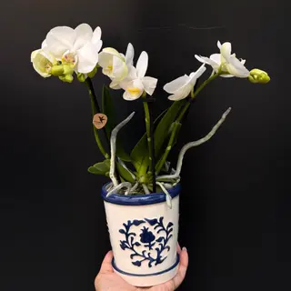 Orchidea en maceta ornamental