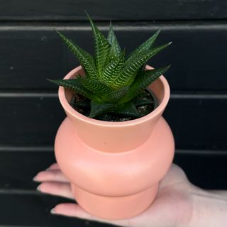 Succulentus a forma de aloe