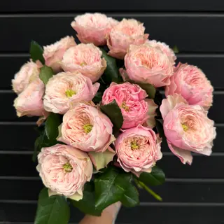 15 Rosas Wedding Sweet Pink Austin