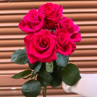 Ramo de 5 Rosas fucsia corazón