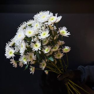 Ramo de 7 Crisantemos Blancos – Pureza y Elegancia ARAIK GALSTYAN