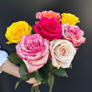 7 Rosas Rainbow