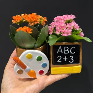 Kalanchoe - 2 plantas para niños