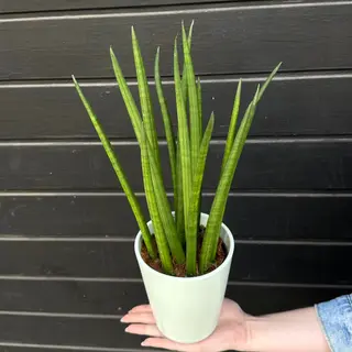 Succulentus Altas