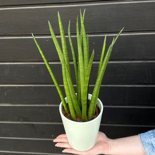 Succulentus Sansevieria cylindrica