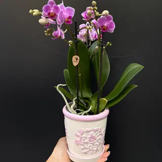 Orchidea en maceta ornamental