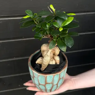Ficus