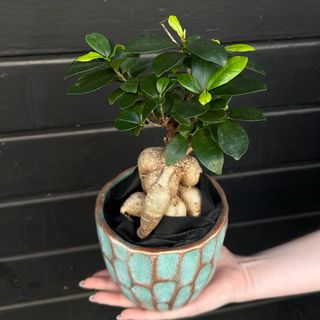Ficus Bonsai Ginseng en maceta