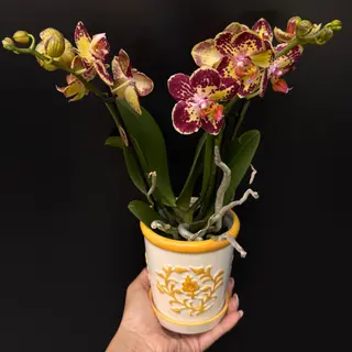 Orquídea en Maceta Ornamental