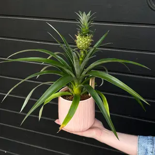 Piña