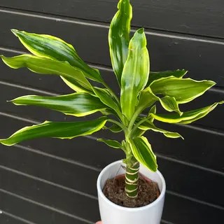 Dracena