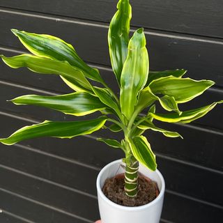 Dracena pequeña