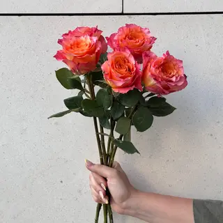 5 Rosas fuego FS Día de la Madre