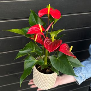 Anthurium en maceta