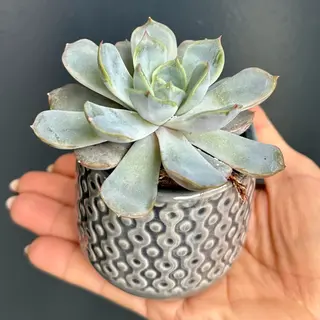 Succulentus S4