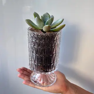 Suculenta en maceta de cristal - Regalo Premium