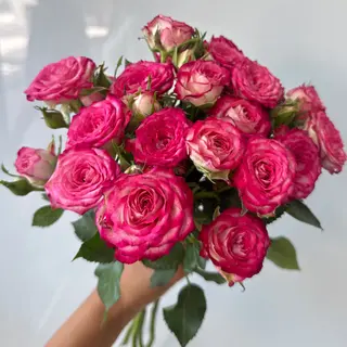 5 Rosas Spray Fuscia Ramificadas