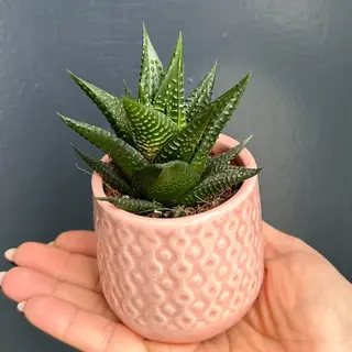 Succulentus S3