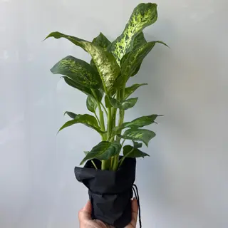 DIEFFENBACHIA mini - 35 cm
