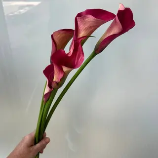 Ramo de 5 calas rosas