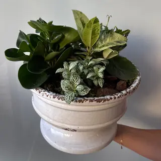 Bosque Verde - Arreglo decorativo con plantas mixtas