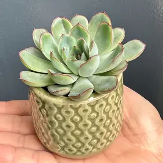 Succulentus S1