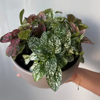 Jardin con Fittonia - Decoración de Verano pequeña