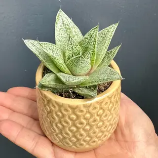 Succulentus S2